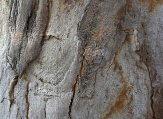 Eucalyptus tree bark texture, Bark of eucalyptus tree, seamless texture, a eucalyptus tree bark texture background image