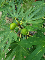 
A fig tree with unripe fruit.