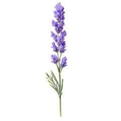 Delicate Lavender Sprig