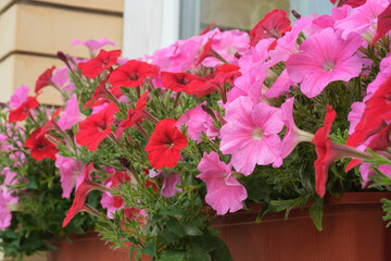 Close-up of bright pink and red petunia flowers, blooming plants in plastic pot on window sill, selective focus. Home exterior decoration. 