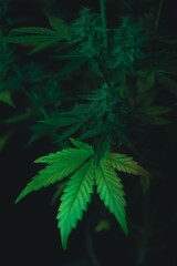 Close-up of a cannabis plant with vibrant green leaves and blue buds against a black background.