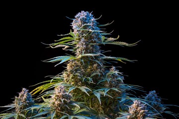 Close-up of a mature cannabis plant with dense buds against a black background
