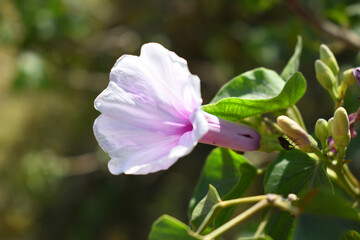 Ipomoea carnea, Ipomoea carnea, the pink morning glory is a species of morning glory that grows as a bush, A close view of Ipomoea carnea flower in nature, Chakwal, Punjab, Pakistan