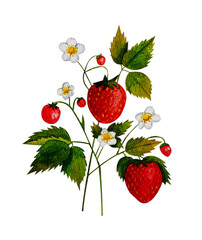 Strawberries watercolor clipart. Strawberry isolated, composition with leaves and flowers on white background. Hand painted realistic illustration for tea, jam or natural cosmetics label