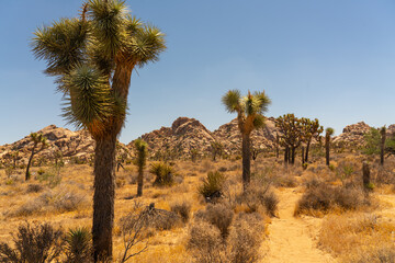 Majestic Wilderness: Exploring the Iconic National Parks of the American Southwest
Discover the awe-inspiring beauty and diverse landscapes of the national parks in Arizona, California, Nevada, and Ut