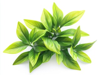 Obraz premium Close-up of plant with green leaves