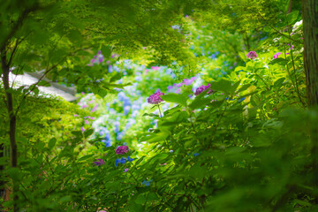 緑と紫陽花の庭園