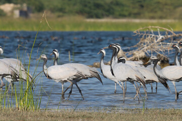 Group of Demoiselle cranes at river. Birds. Flock of birds.