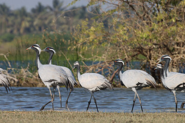 Demoiselle cranes at river. Grus virgo. Flock of birds.
