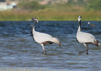 Demoiselle crane wading in river water. Grus virgo. 