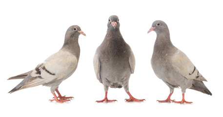 two grey doves standing on white background.