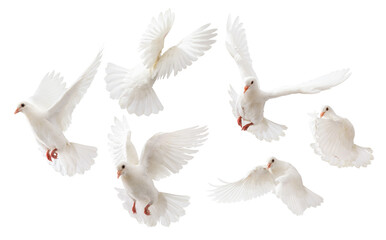 some white doves flying on white background