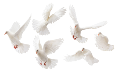 some white doves flying on white background