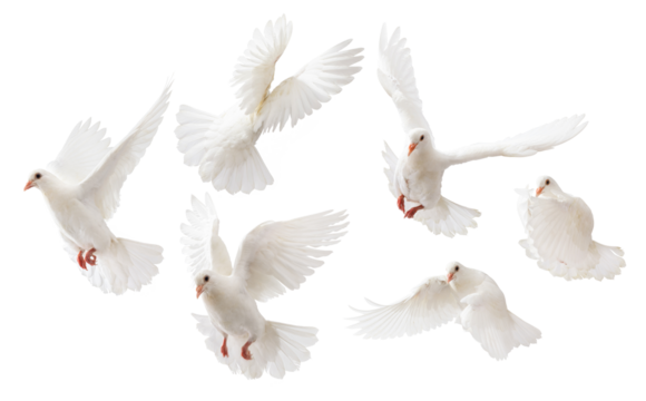 some white doves flying on white background
