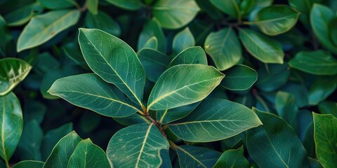 Fototapeta premium Southern Magnolia Leaves Scientific Name Magnolia grandiflora