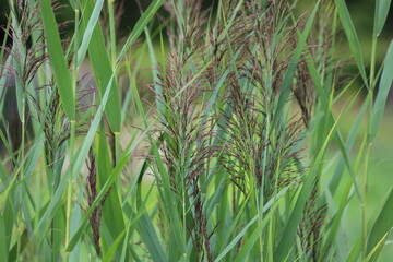Phragmites australis. Thickets of fluffy, dry trunks of common reeds.