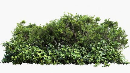 Obraz premium A group of trees and bushes on a simple white background, ideal for illustrations, designs or backgrounds