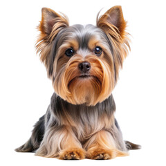 Beautiful yorkie dog isolated on transparent background