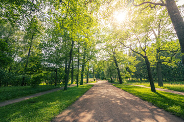 A path in a park with trees and a bench