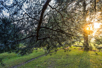 A tree branch is in the foreground of a grassy field