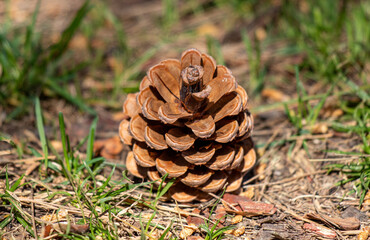 a dry spruce cone lies on the green grass