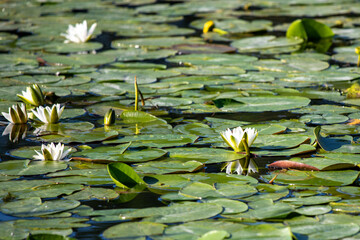 White water lilies on the river.