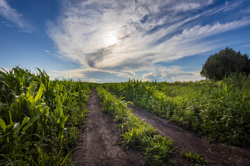 A serene dirt path winds through tall corn stalks under a dramatic sky, revealing the beauty of nature at twilight.