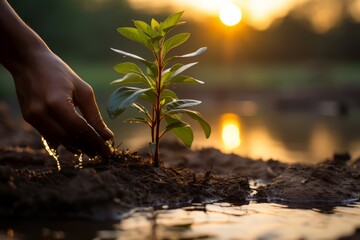 Fototapeta premium A hand gently waters a young tree sapling planted in moist soil, with the sun setting in the background.
