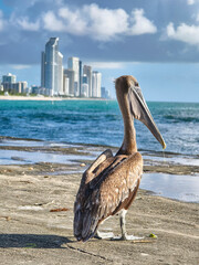 Miami Beach, Florida, USA - July 15, 2024: A Pelican basking at the sun waiting for leftovers from passing fishermen. At Bal Harbor Pier, with Sunny Isles in the background.