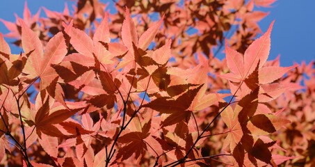 Red Japanese maple leaves illuminated by the sun