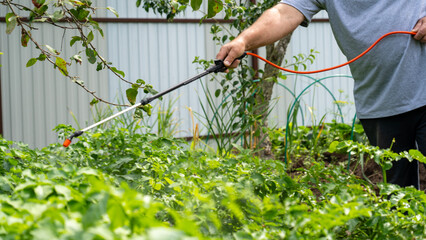 Treatment of plants with hand sprayer in garden, pest control, Man treating plants in garden for...