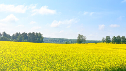 Obraz premium A field of yellow flowers with a blue sky in the background