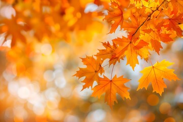 Fototapeta premium autumn leaves background
