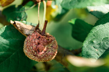 Ripe apples on apple tree in summer.