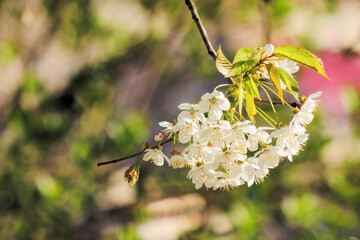 blossom season background. white flowers in spring. beautiful branch of fruit tree in the garden. beauty in nature concept