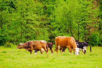 cattle grazing on the pasture. countryside landscape in spring. rural scenery with cows on a grassy meadow by the forest. concept of sustainability in agriculture
