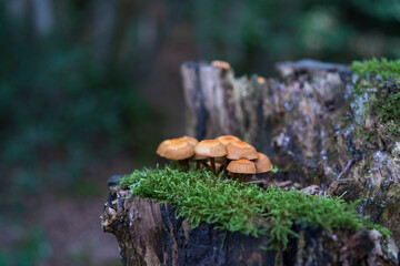 A lot of mushrooms growing on an old not in summer dense forest. The concept of renewability of...
