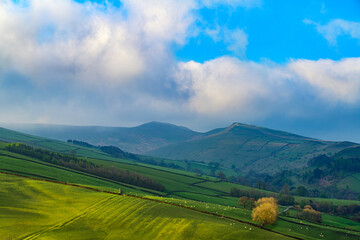 landscape with vineyard in the background