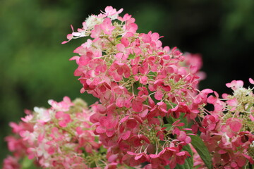 Fototapeta premium White and pink hydrangea paniculata flower head in garden.