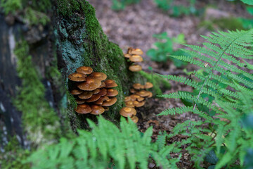 A lot of mushrooms growing on an old not in summer dense forest. The concept of renewability of...
