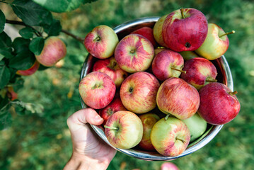 Young woman holding bowl full of apples in fruit orchard. Apple harvest and picking.
