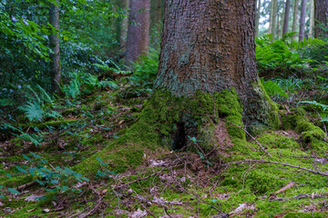 tree in the woods