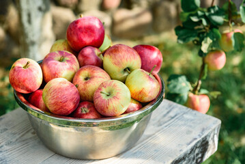 Harvesting apples. Metal bowl with ripe apples on garden background.
