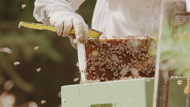 Closeup slomo shot of beekeeper returning hive frame teeming with honeybees