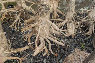 Bare-root young trees stored