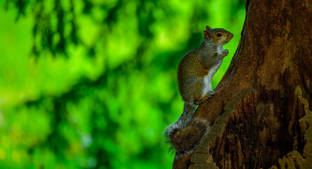 squirrel on a tree