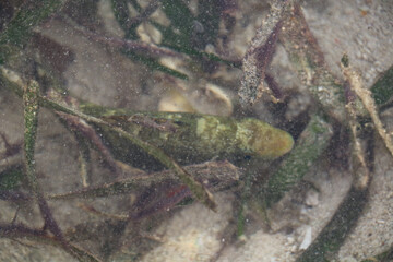 coral reef in the sea