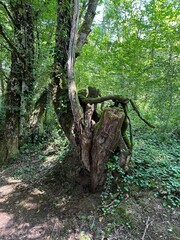 Dans les bois de la commune de Le Pescher