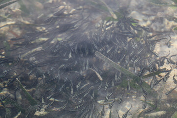coral reef in the sea