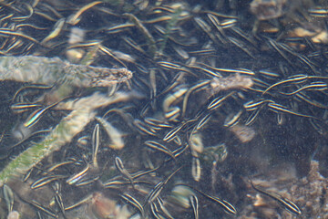 coral reef in the sea